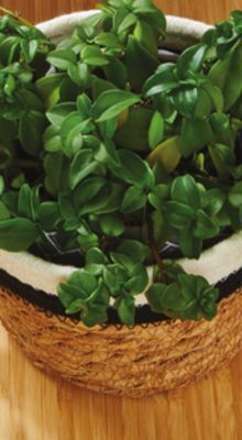 Giant Tiger Cotton rope basket offer