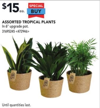 RONA Assorted tropical plants offer