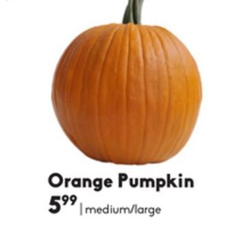 Sheridan Nurseries Orange pumpkin offer