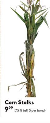 Sheridan Nurseries Corn stalks offer