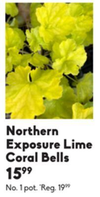 Sheridan Nurseries Northern exposure lime coral bells offer