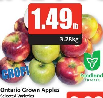 Starsky Ontario grown apples offer