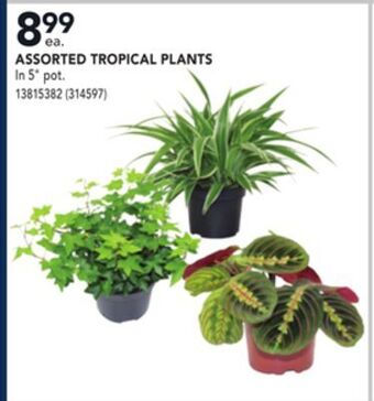 RONA Assorted tropical plants offer