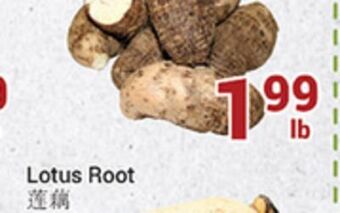 Oceans Fresh Food Market Lotus root offer