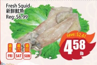 Fresh Squid