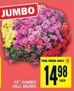 Food Basics 12" JUMBO FALL MUMS offer