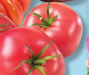 IGA Heirloom or greenhouse pink tomatoes offer
