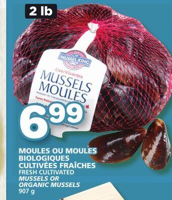 Marches Tradition Fresh cultivated mussels or organic mussels offer