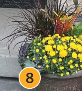 Fortinos 12 fall planter offer