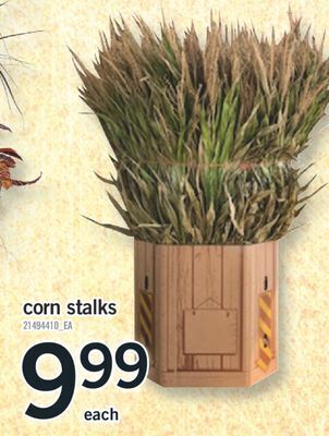 Fortinos Corn stalks offer