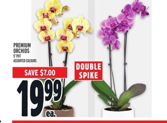 Metro Premium orchids offer