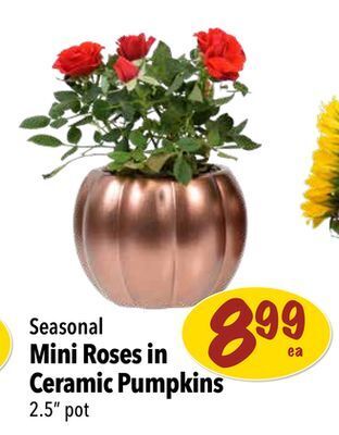 Farm Boy Seasonal mini roses in ceramic pumpkins offer