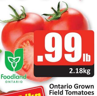 Starsky Ontario grown field tomatoes offer