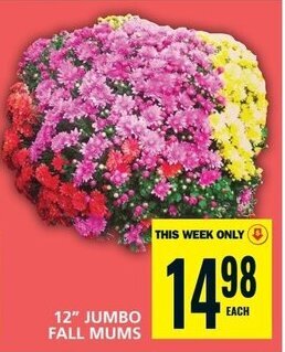Food Basics 12" JUMBO FALL MUMS offer