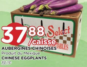 Kim Phat Chinese eggplants offer