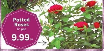 IGA Potted Roses 6" pot offer