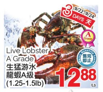 T&T Supermarket Live lobster, 1.25-1.5lb offer