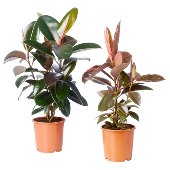IKEA Ficus elastica potted plant, 8 offer