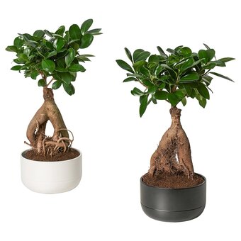 IKEA Ficus plant with pot, bonsai/assorted colors, 5 ½ offer