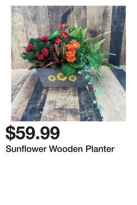 Terra Green Houses Sunflower wooden planter offer