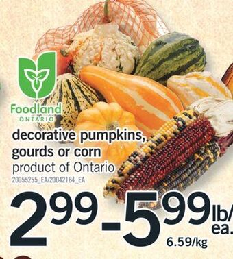 Fortinos Decorative pumpkins, gourds or corn offer