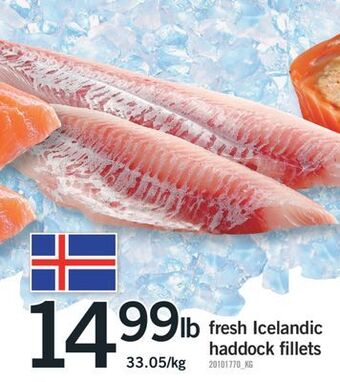 Fortinos Fresh icelandic haddock fillets offer