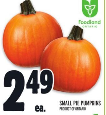 Metro Small pie pumpkins offer