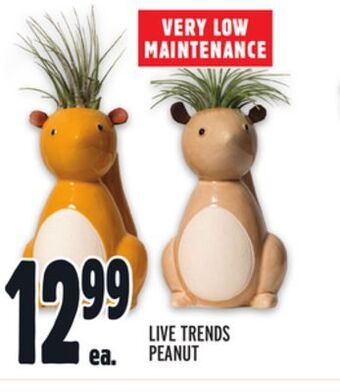 Metro Live trends peanut offer