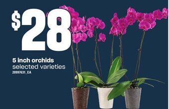 Loblaws 5 inch orchids offer