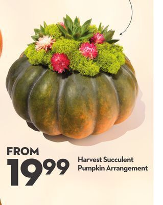 Longo's Harvest succulent pumpkin arrangement offer