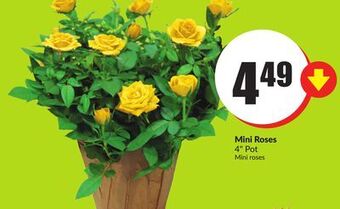 Chalo FreshCo Mini roses 4 pot offer