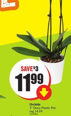 FreshCo Orchids 5 deco plastics pot offer