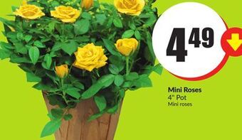 FreshCo Mini roses 4 pot offer
