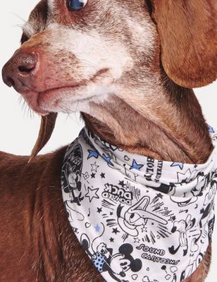 Giant Tiger Pet bandana offer