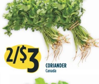 Marché Adonis Coriander offer