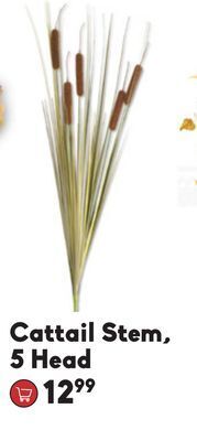 Sheridan Nurseries Cattail stem, 5 head offer