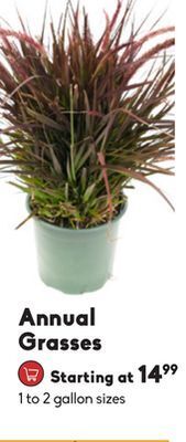Sheridan Nurseries Annual grasses offer