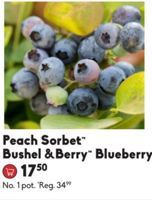 Sheridan Nurseries Peach sorbet bushel & berry blueberry offer