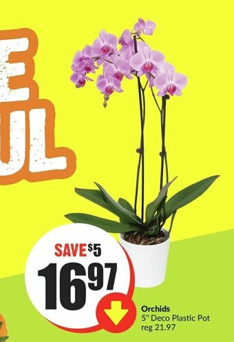 FreshCo Orchids 5" Deco Plastic Pot offer