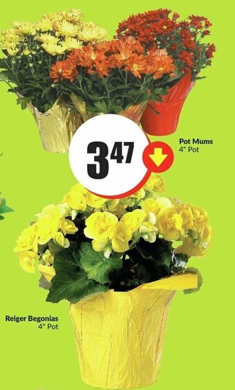 FreshCo Pot Mums 4" Pot offer
