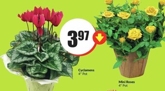 FreshCo Cyclamens 4" Pot offer