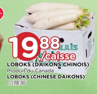 Kim Phat Loboks (chinese daikons) offer