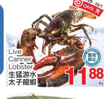 T&T Supermarket Live canner lobster offer