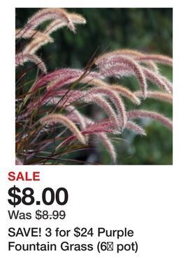 Terra Green Houses Save! 3 for $24 purple fountain grass (6 pot) offer