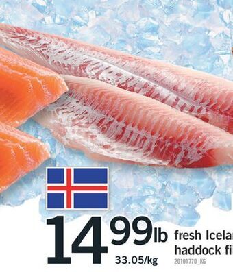 Fortinos Fresh icelandic haddock fillets offer