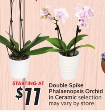 Sobeys Double spike phalaenopsis orchid in ceramic offer
