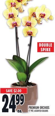 Metro Premium orchids offer