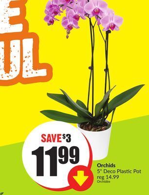 FreshCo Orchids 5 deco plastic pot offer