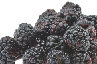 Giant Tiger Blackberries offer