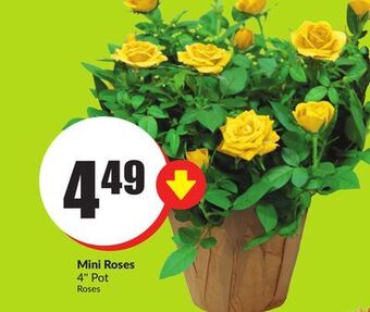 Chalo FreshCo Mini roses 4 pot offer